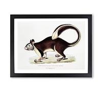 Large Tailed Squirrel Illustration By John Edward Gray Vintage Framed Wall Art Print, Ready to Hang Picture for Living Room Bedroom Home Office Décor, Black A3 (46 x 34 cm)
