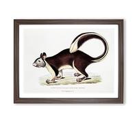 Large Tailed Squirrel Illustration By John Edward Gray Vintage Framed Wall Art Print, Ready to Hang Picture for Living Room Bedroom Home Office Décor, Walnut A3 (46 x 34 cm)