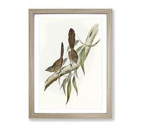 Large Tailed Wren Birds By Elizabeth Gould Vintage Framed Wall Art Print, Ready to Hang Picture for Living Room Bedroom Home Office Décor, Oak A3 (34 x 46 cm)