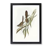 Large Tailed Wren Birds By Elizabeth Gould Vintage Framed Wall Art Print, Ready to Hang Picture for Living Room Bedroom Home Office Décor, Black A2 (64 x 46 cm)