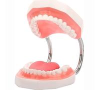 Large Teeth Model, 6 Times Enlarge Dental Hygiene Tooth Models, with Detachable Tongue, for Medical Oral Teaching Training Aid and Dentist To Communicate with Patients