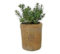 Large Terracotta Plant Pot 10 x 11cm, Rustic Terracotta Planter, Mediterranean Flower, Succulent, Herb, Bulb, Crocus Pot, Indoor Outdoor Small Garden Planter