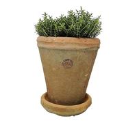 Large Terracotta Plant Pot with Saucer - Large Long Tom, Rustic Mediterranean Garden Succulent Planter, Tall Terracotta Garden Herb, Bulb, Crocus, Flower Pot with Dish