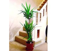Large Traditional Evergreen House Plants in Pot - Triple Yucca