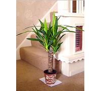 Large Traditional Evergreen House Plants in Pot with Metallic Interweave Line Decoration - Yucca
