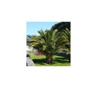 Large tropical Phoenix Canary Island Date Palm 1m tall in 5L pot