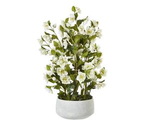 Large White Hellebore In Grey Pot