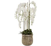 Large White Orchid in Antique Stone Pot