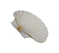 Large White Scallop Shell Natural White Sea Shells 3-5 Inch for Painting and Beach Wedding Decoration