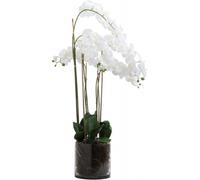 Large White Tall Orchid In Glass Pot