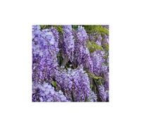 Large Wisteria sinensis Prolific Blue Climbing Plant 170-180cms (5-6 ft) tall