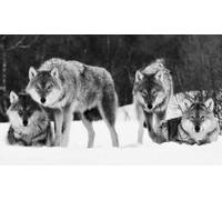 LARGE WOLVES CANVAS PICTURE BLACK AND WHITE 34 X 20 inches mounted and ready to hang
