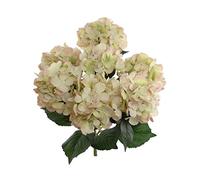 Larksilk Green Pink Hydrangea Silk Flower Bush - Real Touch, UV Resistant, 7 Heads Per Bush - Adjustable Stem, Rich Green Leaves - Perfect for Indoor & Outdoor Wedding Decor