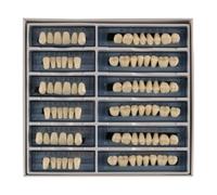 Laroal 6 Set of Denture Models False Teeth Dental Complete for Teaching DIY Halloween
