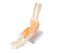 Laroal Scientific Human Foot Ankle Model Medical Anatomy Foot Skeleton Model with Ligaments Foot Ankle Joint Anatomical Model with Base for Medical Study Science Classroom