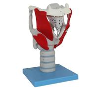 Laryngeal Anatomy Laryngeal Structure and Functional Reinforcement Model Medical Anatomy Model Human Body for Doctors Office Educational Tool Clinic Demonstration Learning Education