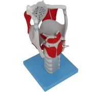 Laryngeal Anatomy Model Science Human Anatomy 3X Magnification Laryngeal Structure And Function Model for Medical Educational Training Aid Tool