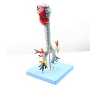 Laryngeal And Tracheal Bronchial Tree Model, Human Anatomy For Medical Education Training Auxiliary Science Kit Anatomy Biology