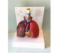 Laryngeal Pharynx Lung Model for Medical Anatomy Learning and Teaching, Detailed Display for Students and Professionals, Ideal Educational Tool for Anatomy Studies