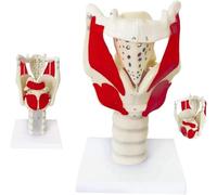 Larynx Anatomical Model,Larynx Functional Model, 3X Anatomy Model Of Larynx Pharynx Model,Professional Human Model For Reinforcing The Neck Structure And Function Medicine