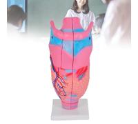 Larynx Anatomy Model - Human Organ Anatomical Model - Magnified Human Larynx Joint Simulation Model for Education, Science Classroom Teaching and Study Display