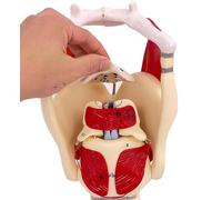 Larynx and Lung Anatomical Model - Functional Pharynx and Larynx Model for Strengthening Neck Structure and Function in Medicine