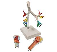 Larynx Bronchial Lung Anatomy Human Tracheobronchial Tree ModelLaryngoscope Presentation