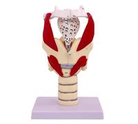 Larynx Functional Model - 3X Anatomy Model Of Larynx And Pharynx For Medical Education And Neck Structure Reinforcement