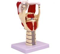 Larynx Functional Model, 3X Anatomy Model of Larynx Pharynx Model,Human Model for Reinforcing The Neck Structure and Function Medicine
