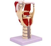 Larynx Functional Model, 3X Anatomy Model of Larynx Pharynx Model,Human Model for Reinforcing The Neck Structure Function Medicine