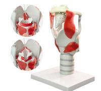 Larynx Functional Model, 3X Anatomy Model of Larynx Pharynx Model,Human Model for Reinforcing The Neck Structure and Function Medicine