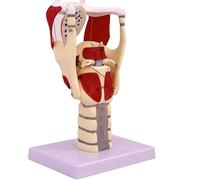 Larynx Functional Model, 3X Anatomy Model of Larynx Pharynx Model,Human Model for Reinforcing The Neck Structure Function Medicine