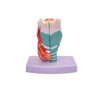 Larynx Functional Model, Life Size Anatomy Model Of Larynx Pharynx Model,Human Model Throat Model Anatomy for Diseases Study Larynx Anatomical Model