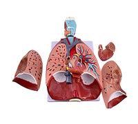 Larynx & Heart And Lung Model - Human Anatomical Teaching Organ Model Throa Heart And Lung Structure Model - Detachable 7 Parts - Medical Teaching Study Display