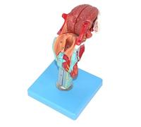 Larynx Model - 1:1 Human Throat Anatomy, Detachable 5 Parts Skeleton, Laryngeal Midsagittal Section for Science Classroom Study