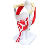 Larynx Model with Movable Cartilage, Human Vocal Cord & Throat Anatomy Teaching Tool for Voice Training and Science Education