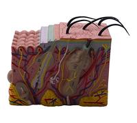 lascivious, 35X and Hair Structure Enlarge Anatomical Anatomy for Science Classroom Study Display Teaching