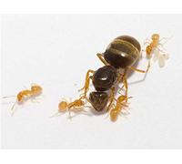 Lasius Flavus Live Queen Ant Best Ants UK (Queen with eggs No workers yet)