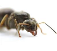 Lasius niger Black Garden Ant with 1-5 workers and brood Best Ants UK