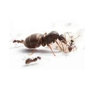 Lasius niger Black Garden Ant with 14-20 workers Best Ants UK