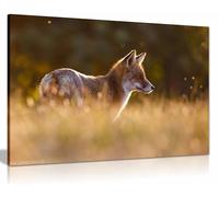 Last Light Fox Framed Canvas Print, Pictures for Home Walls, Bedroom, Living Room & Bathroom Decor 76x51cm (30x20in)