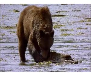 Last Stand of the Great Bear