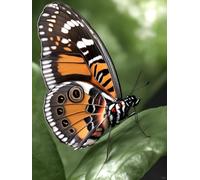 Latch Hook Cushion Kits Color Butterfly Animal Latch Hook Rug Cross Stitch Embroidery Set,Diy Tools For Beginners,Adults,Tapestry Kit Cushion Knotting Carpets 35x46in