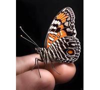 Latch Hook Rug Kits For Adults Cartoon Butterfly Animal Cross Stitch Knotted Rug,Diy Crochet Tapestry For Beginners，Adult And Teenager Embroidery Set Latch Hook Kits Rugs 21x29in