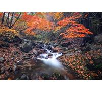 Late autumn valley-7000-Piece Puzzle: The Most Beautiful Indoor Decor Games 14 years+