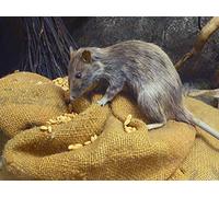 Late Medieval Disasters: Climate and Plague