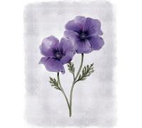 Laura Ashley Anemone Floral Print In A Black Frame - 30 X 40Cm