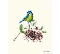 Laura Ashley Blue Tit Bird Print In A Wood Frame - 50 X 70Cm