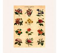 Laura Ashley Botanical Flowers Print In A Black Frame - 50 X 70Cm