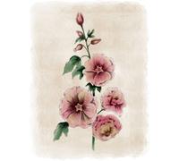 Laura Ashley Hollyhocks Flower Print In A Black Frame - A1